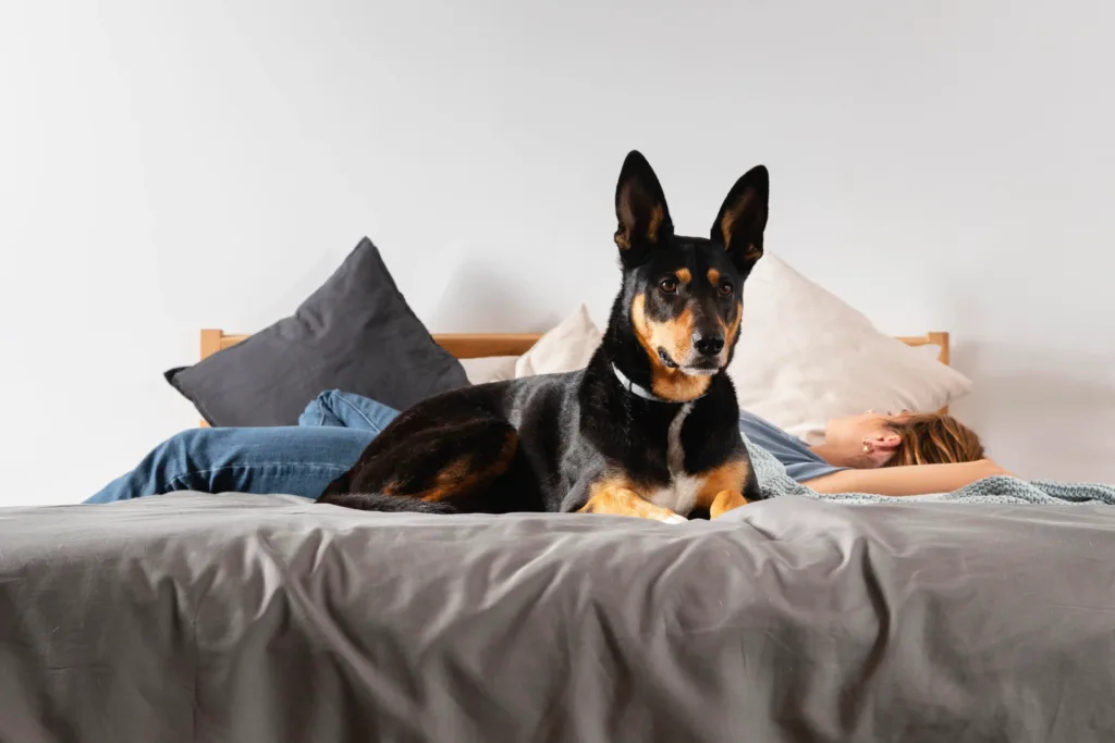 a black and brown dog laying on a bed next to a woman